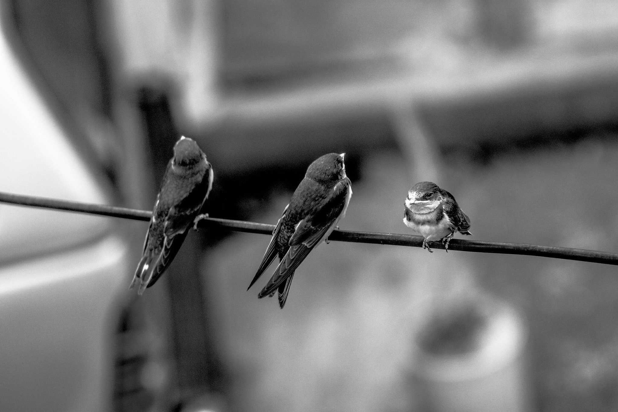 Tamron AF 28-200mm F3.8-5.6 XR Di Aspherical (IF) Macro sample photo. Black birds photography