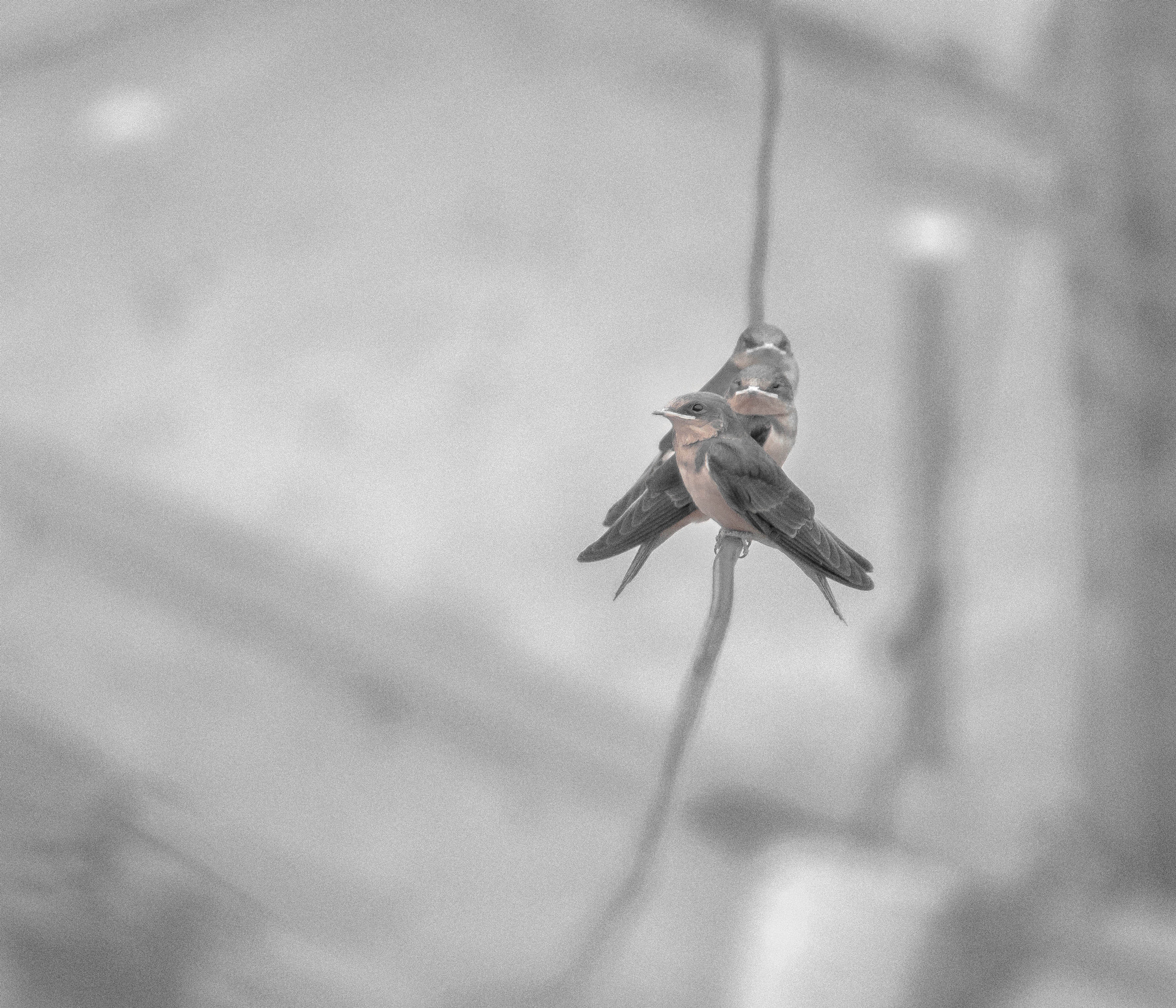 Tamron AF 28-200mm F3.8-5.6 XR Di Aspherical (IF) Macro sample photo. Black birds photography