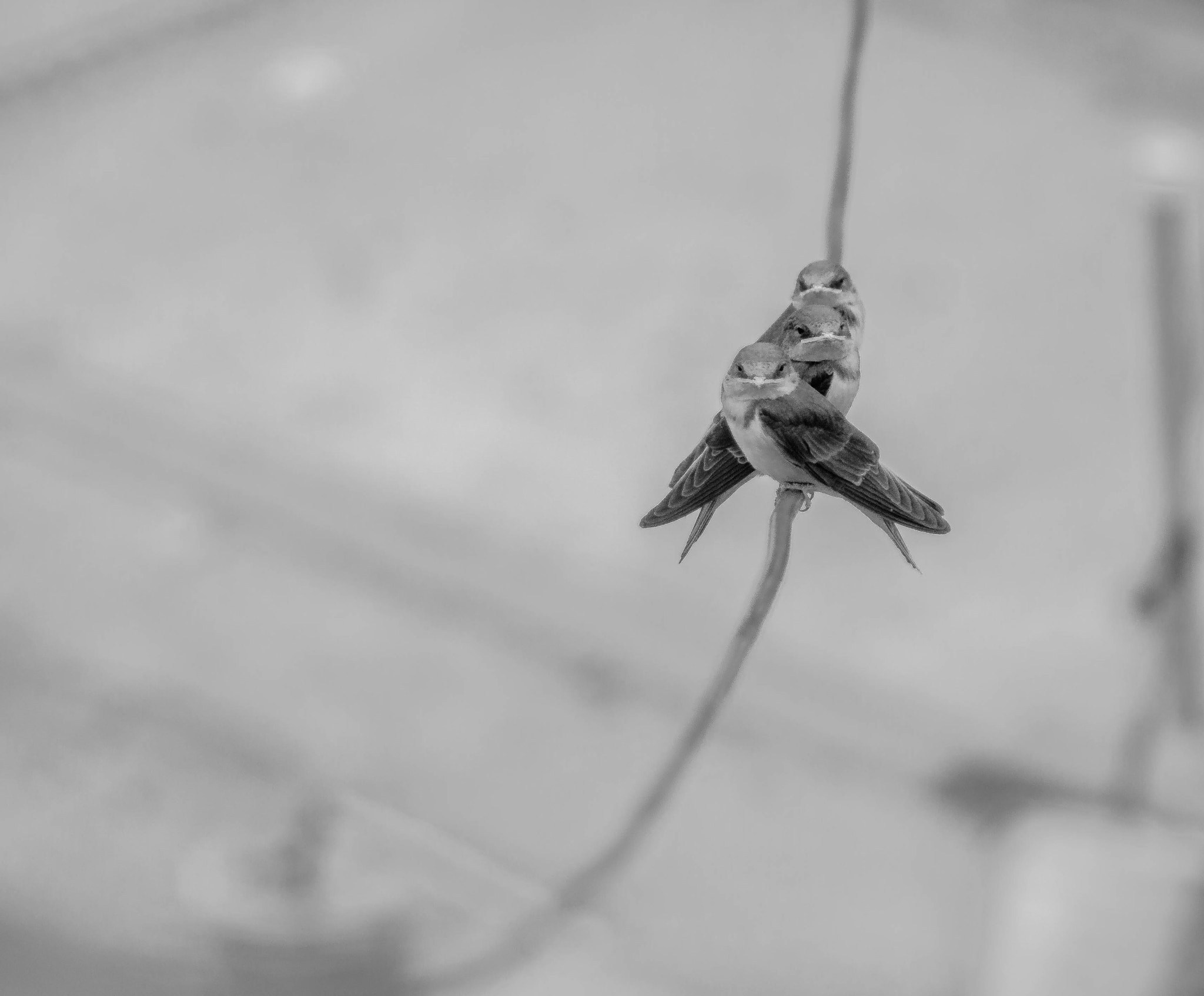 Tamron AF 28-200mm F3.8-5.6 XR Di Aspherical (IF) Macro sample photo. Black birds see me photography