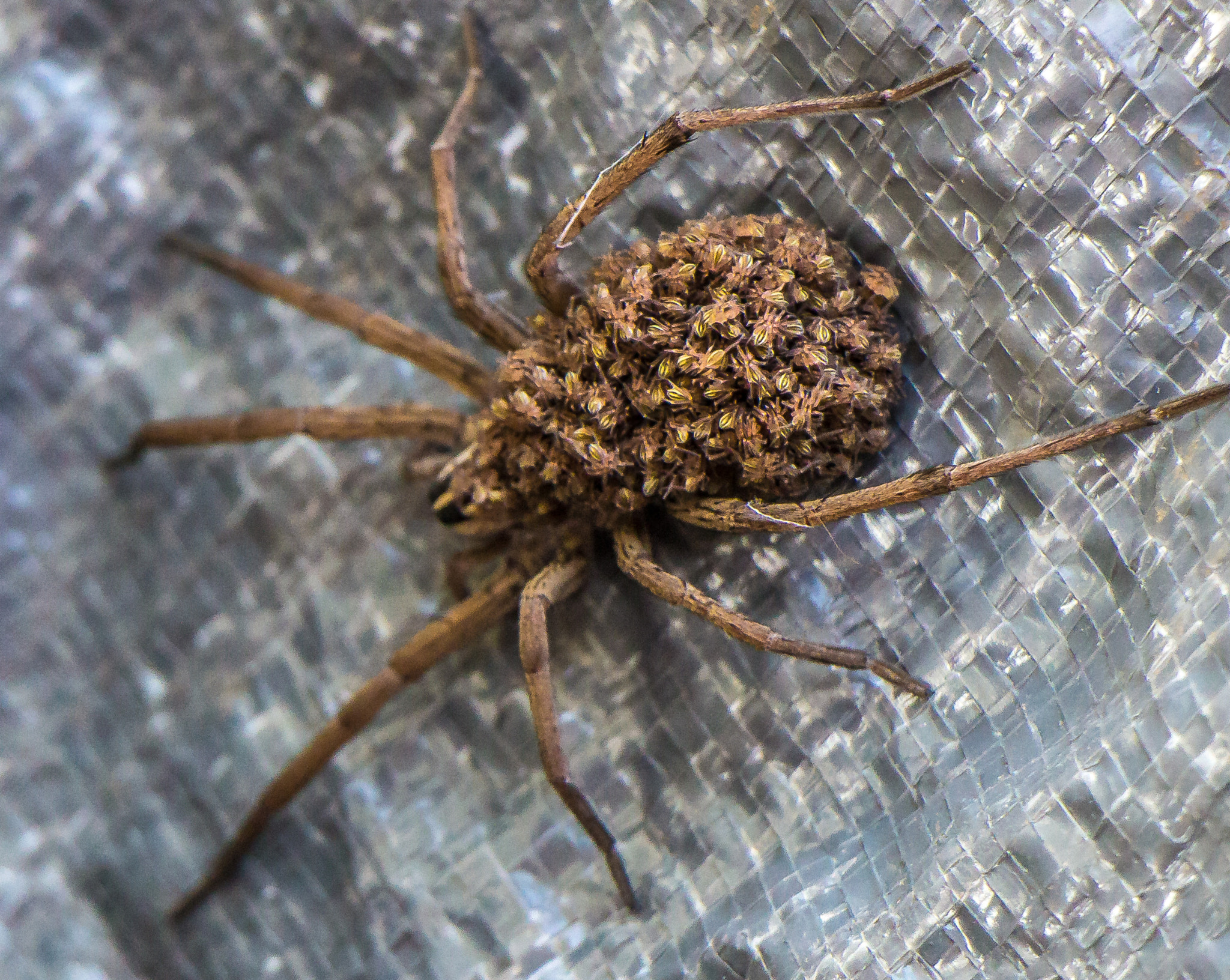 Canon EOS M sample photo. Mother's nest photography