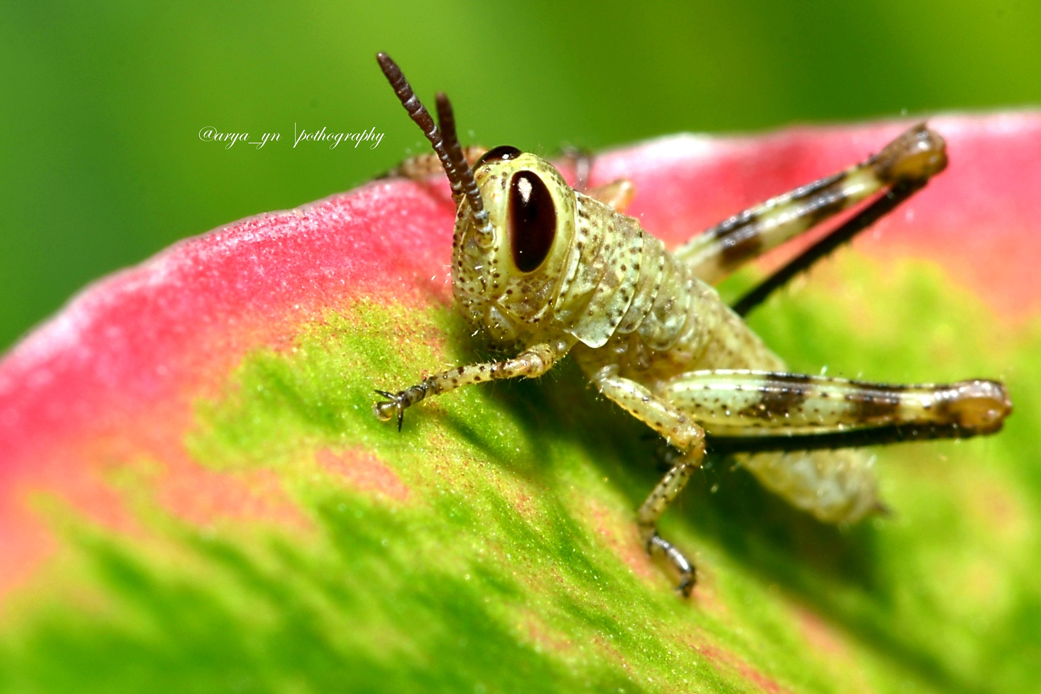 Sigma 105mm F2.8 EX DG OS HSM sample photo. Red, green and a hopper photography