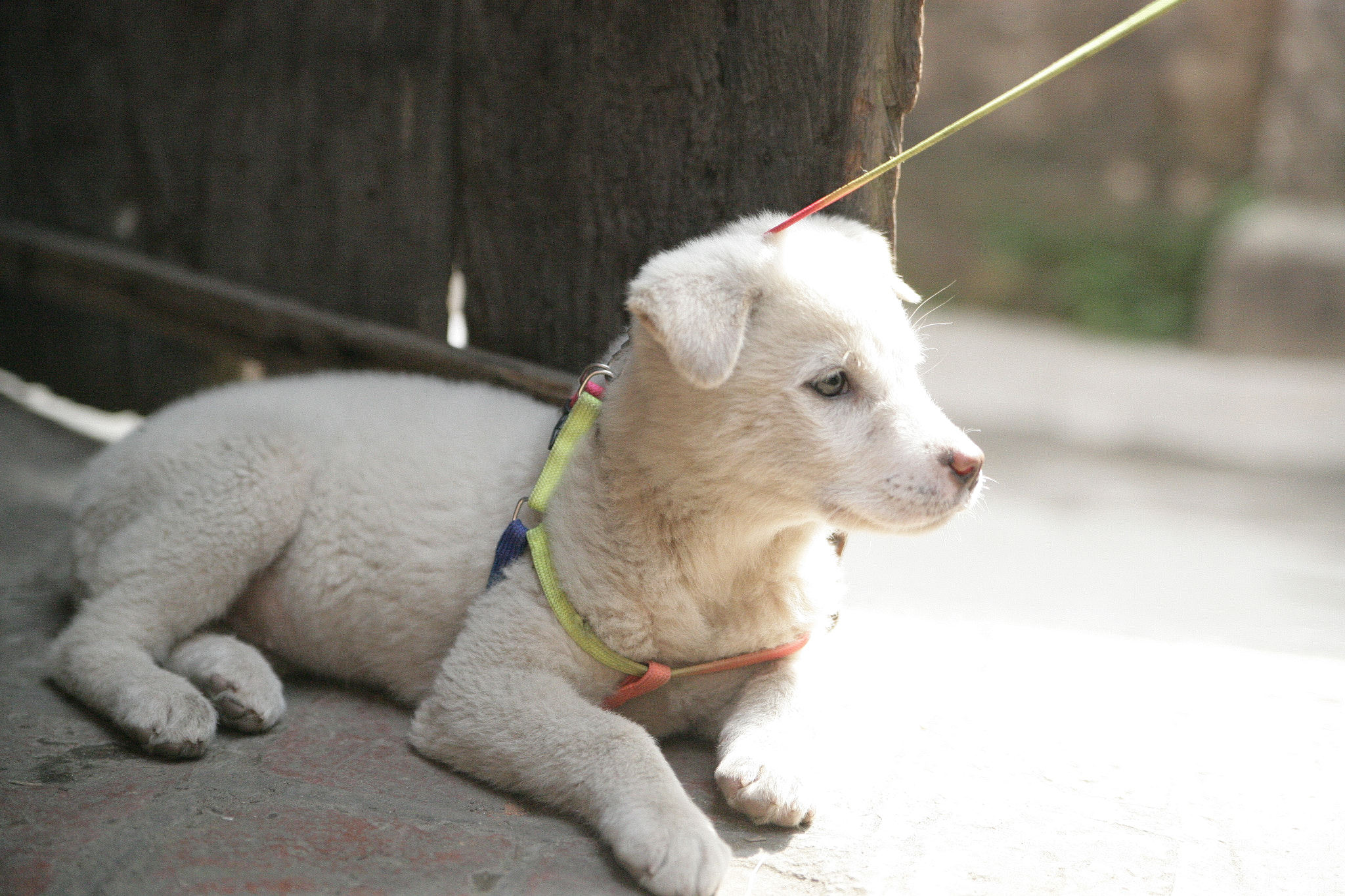 Canon EOS-1Ds Mark II sample photo. Sun in heart photography