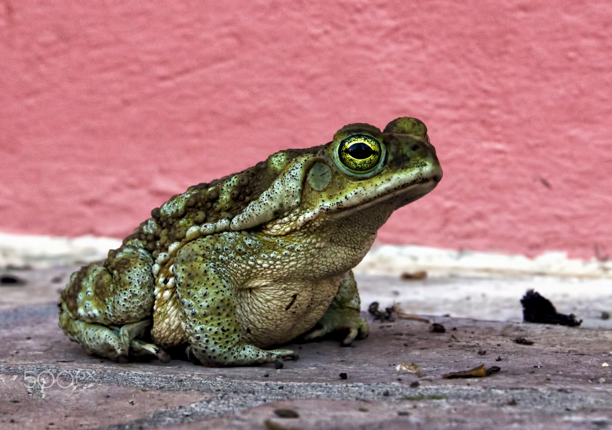 Bufo arenarum