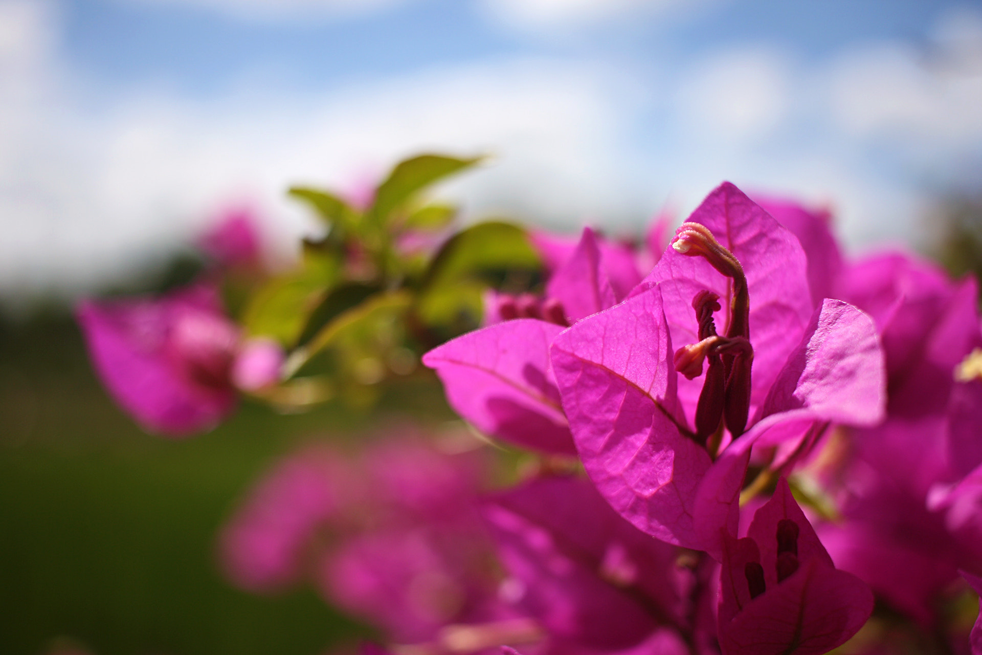 Canon EF-S 24mm F2.8 STM sample photo. Pink stamp photography