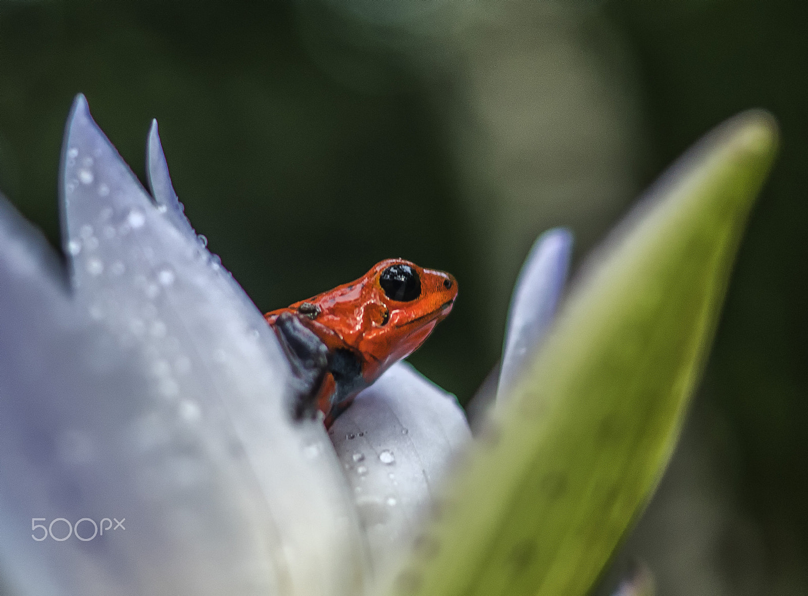 Sony DT 30mm F2.8 Macro SAM sample photo. Blue jeans frog photography