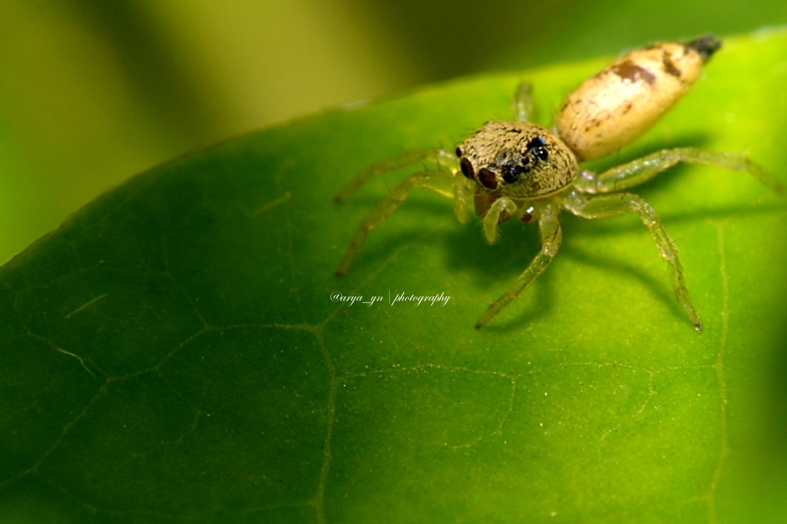 Sigma 105mm F2.8 EX DG OS HSM sample photo. Lurking photography