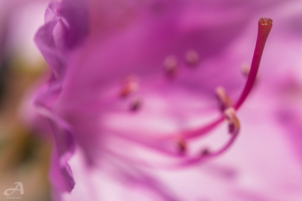 Nikon AF-S Micro-Nikkor 60mm F2.8G ED sample photo. Everything you've ever wanted is on the other side of fear photography
