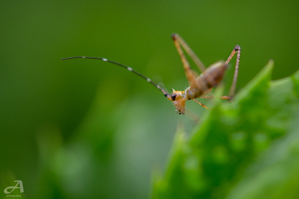 Nikon AF-S Micro-Nikkor 60mm F2.8G ED sample photo. Choice photography