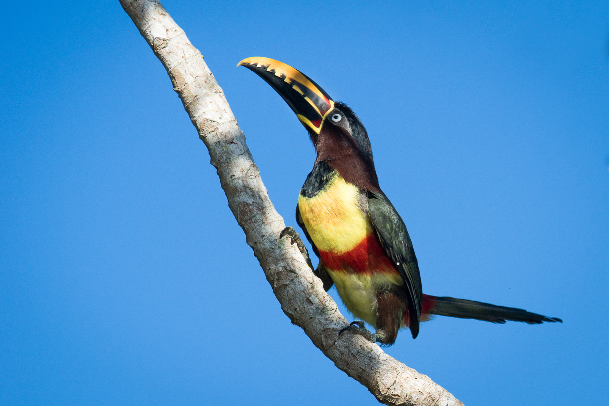 Sony ILCA-77M2 + 300mm F2.8 G sample photo. Chestnut-eared aracari photography