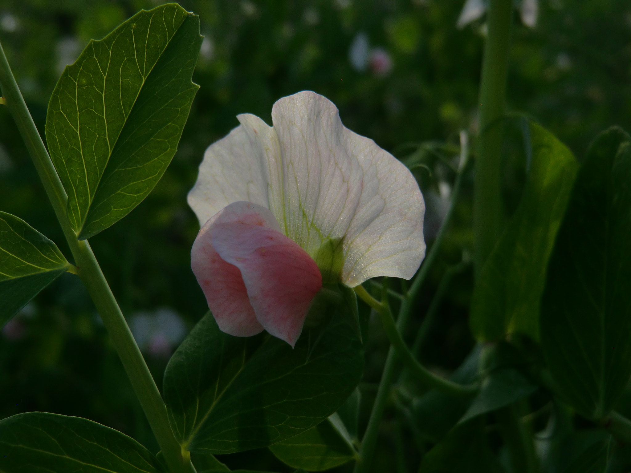 CASIO EX-H15 sample photo. Wing photography