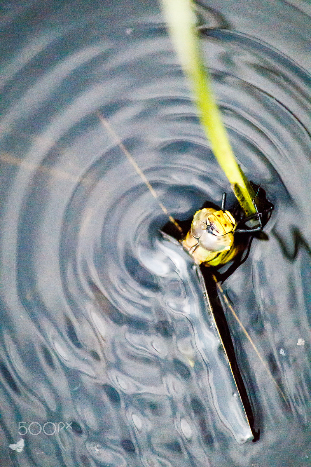 Canon EF-S 55-250mm F4-5.6 IS sample photo. Help me! photography