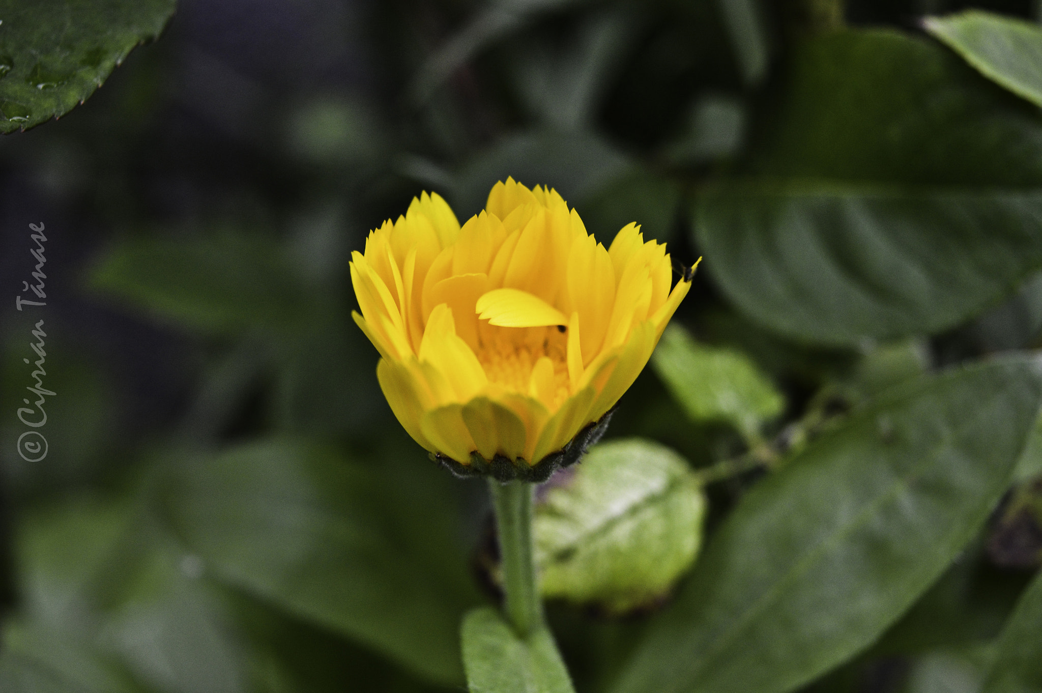 Nikon D3200 + AF Nikkor 20mm f/2.8 sample photo. Yellow photography