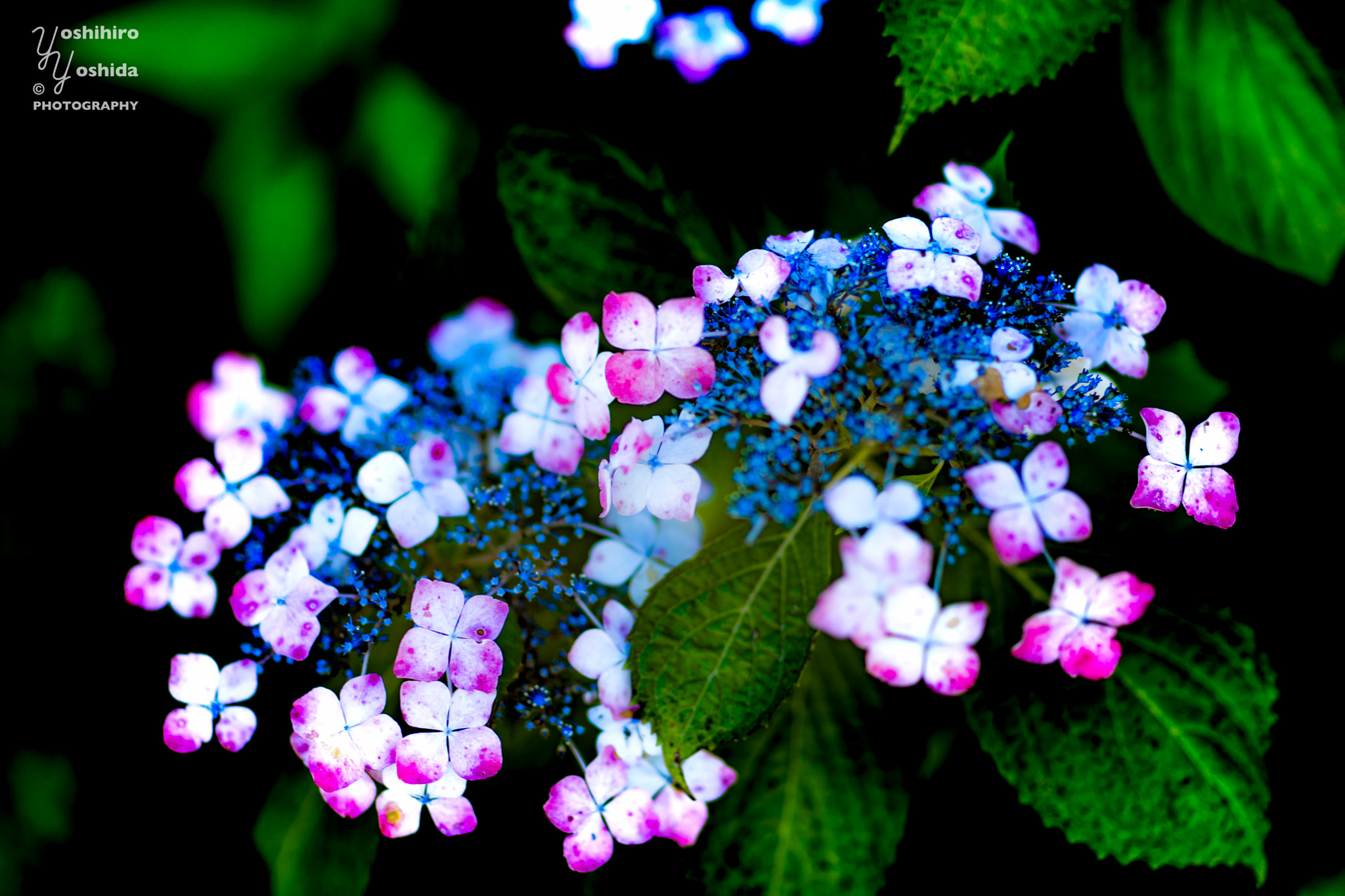 Sony Planar T* 85mm F1.4 ZA sample photo. Hydrangea macrophylla photography