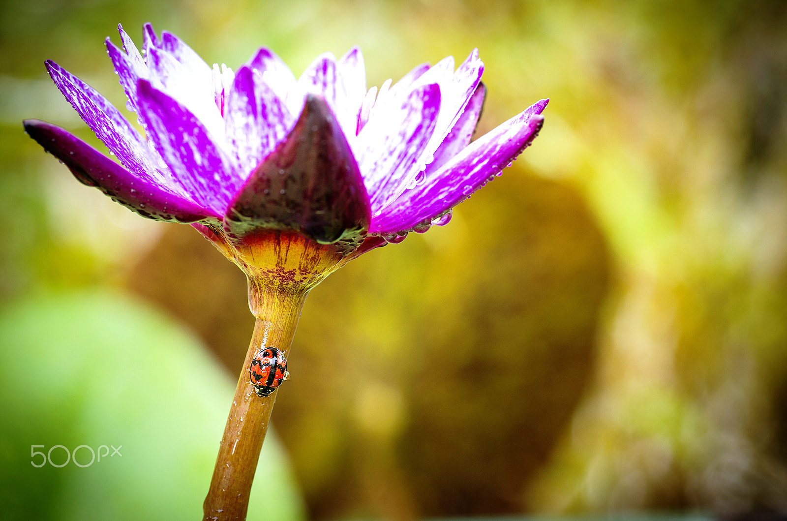 Pentax smc D-FA 100mm F2.8 Macro WR sample photo. Shelter from the rain photography