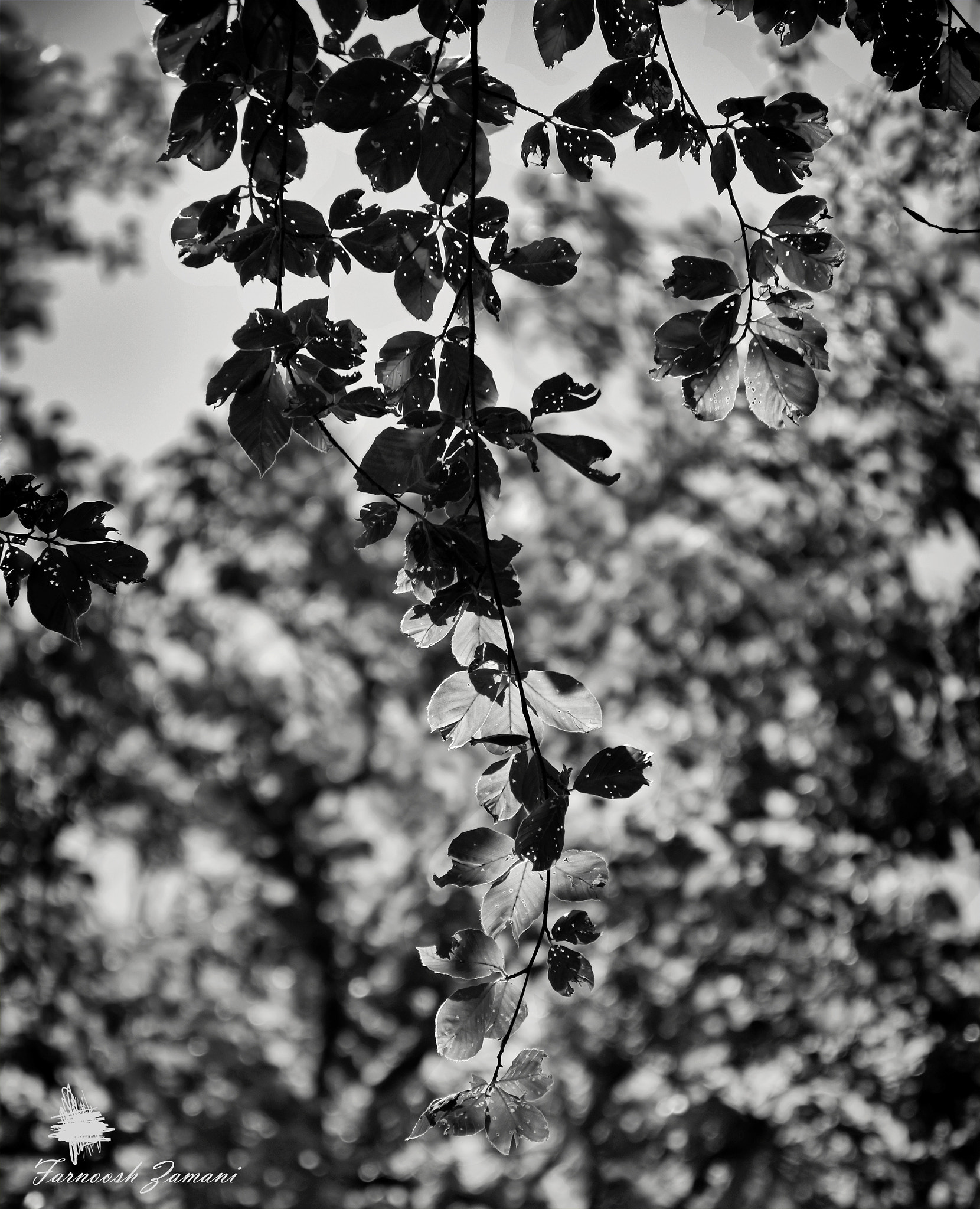 AF Zoom-Nikkor 35-70mm f/2.8D N sample photo. The leaf photography