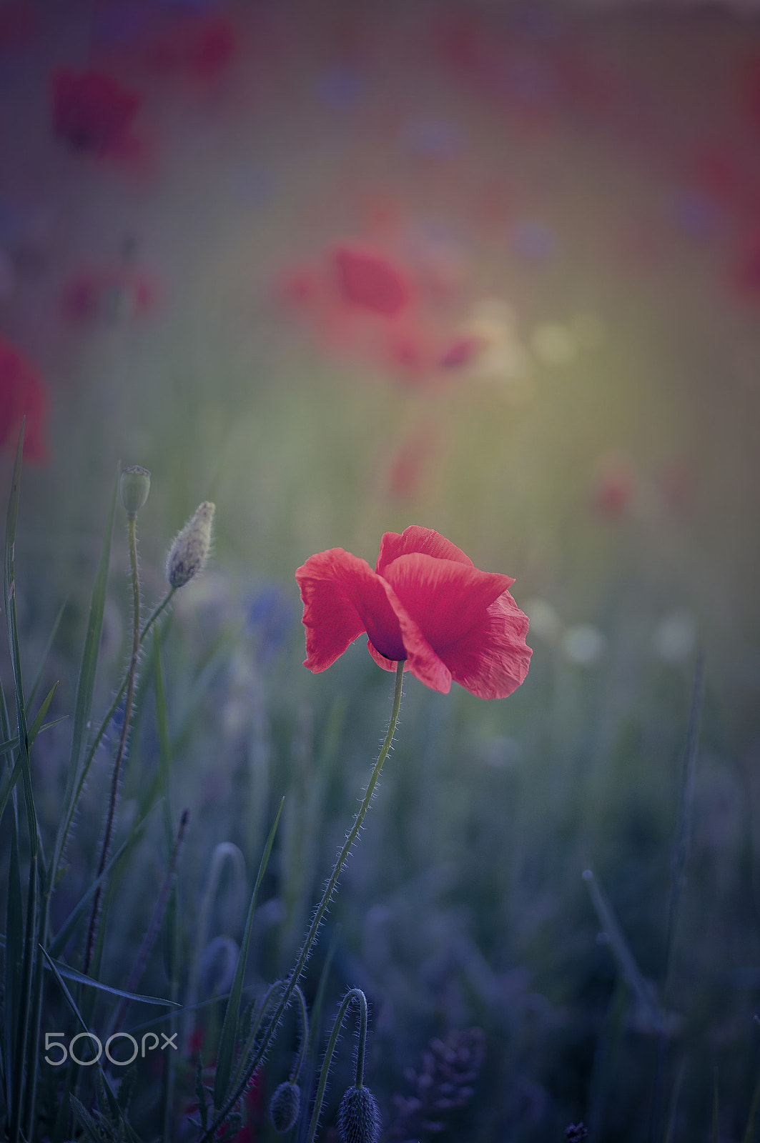 Sigma 105mm F2.8 EX DG OS HSM sample photo. Lady in red photography