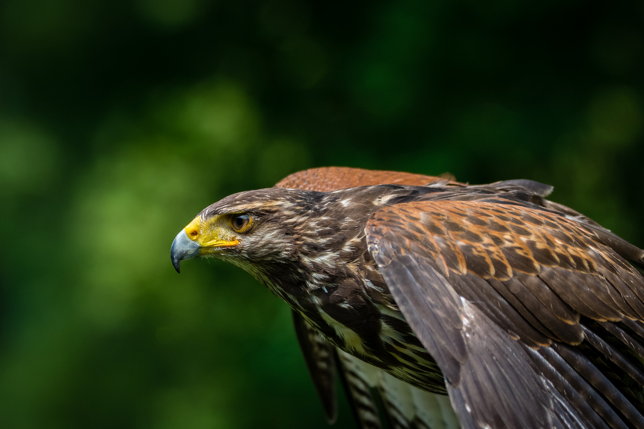 Sigma 150-600mm F5-6.3 DG OS HSM | C sample photo. Dessert hawk photography