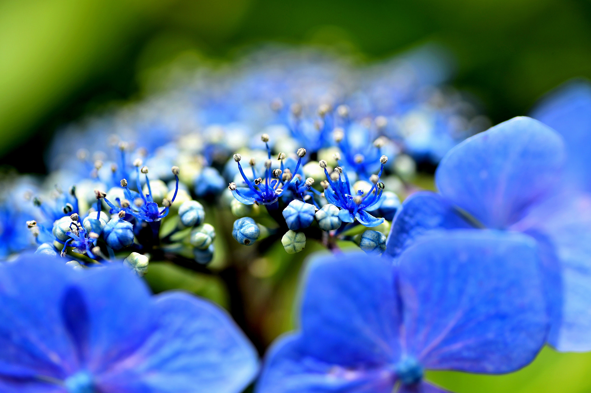 Nikon D4S sample photo. Humility photography