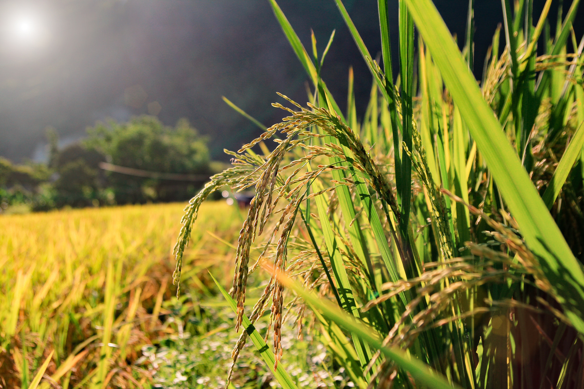 Tamron SP AF 17-50mm F2.8 XR Di II LD Aspherical (IF) sample photo. Rice field photography