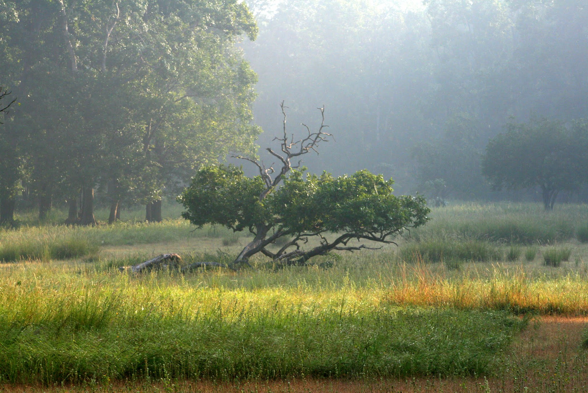 Canon EF 75-300mm f/4-5.6 USM sample photo. Misty morning photography