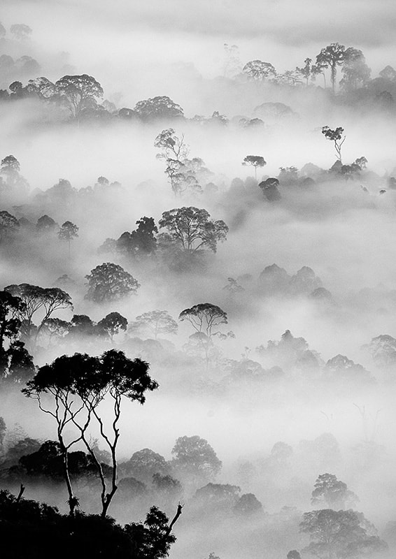 Nikon D300 sample photo. Rain forests of borneo photography