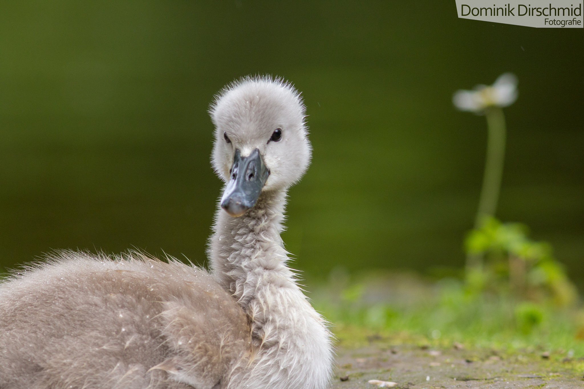 Canon EOS 70D + Canon EF 300mm F4L IS USM sample photo. Baby swan photography