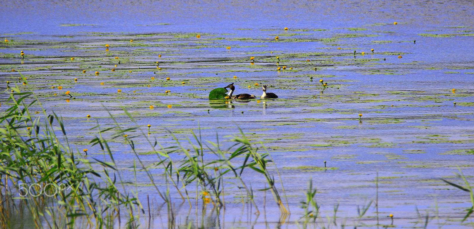 Sigma 150-600mm F5-6.3 DG OS HSM | C sample photo. Grebes photography