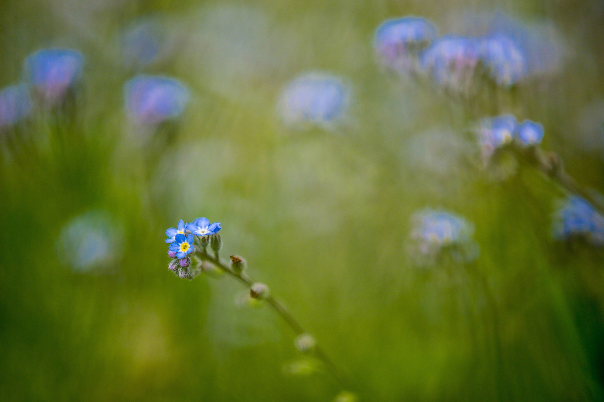 Tamron SP AF 180mm F3.5 Di LD (IF) Macro sample photo. Forget-me-not photography