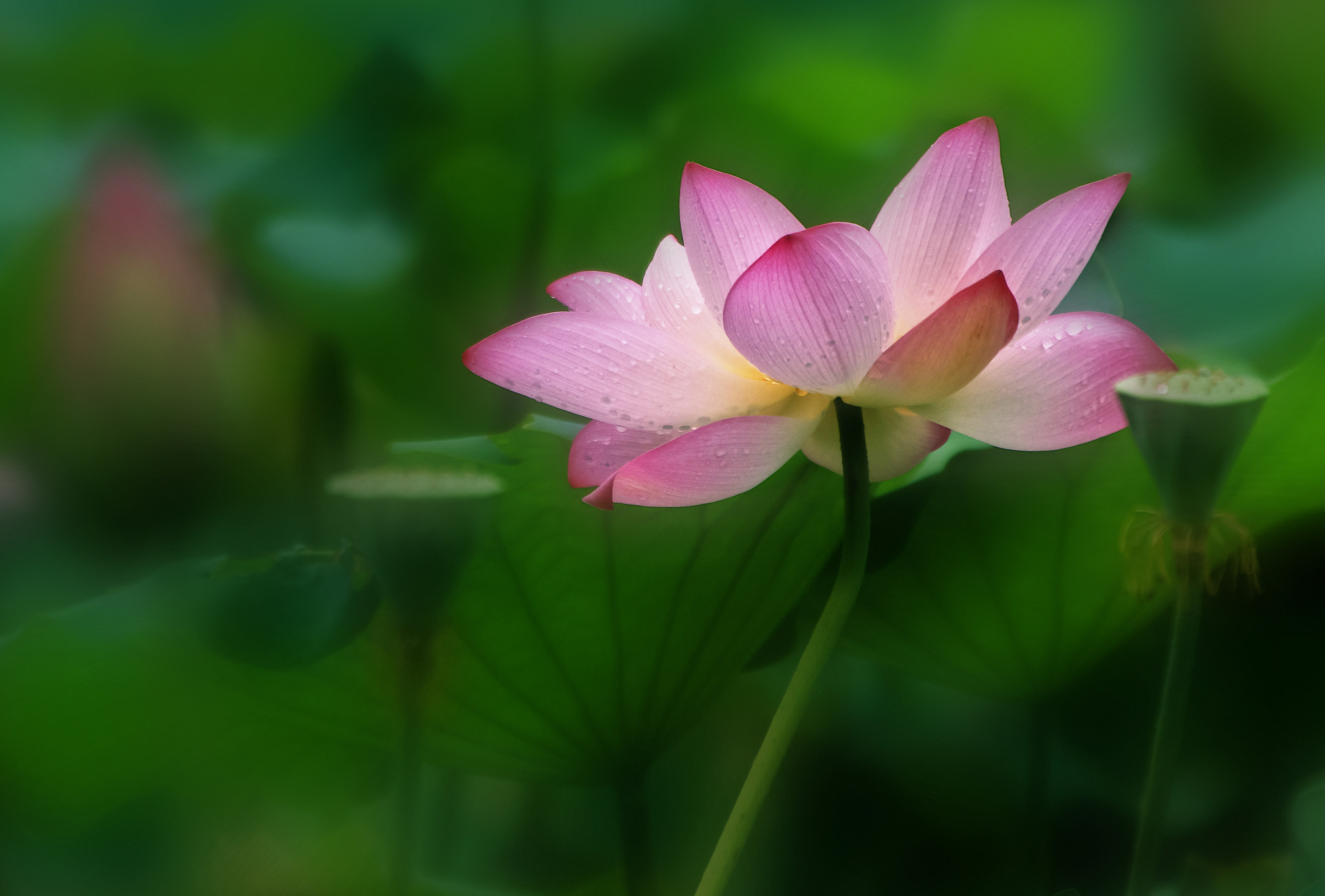 Canon EF 70-200mm F2.8L IS II USM sample photo. Lotus-after the rain photography