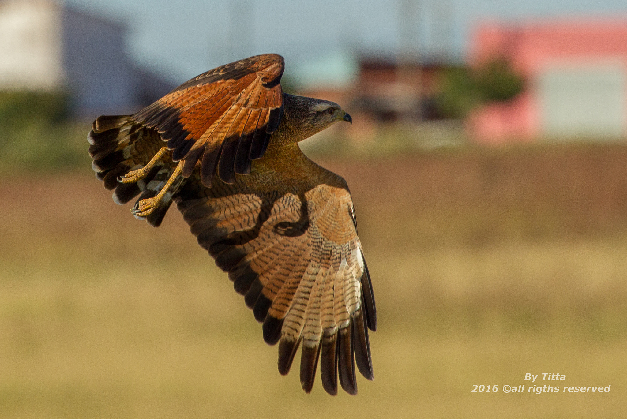 Canon EF 100-400mm F4.5-5.6L IS USM sample photo. Gavião caboclo photography