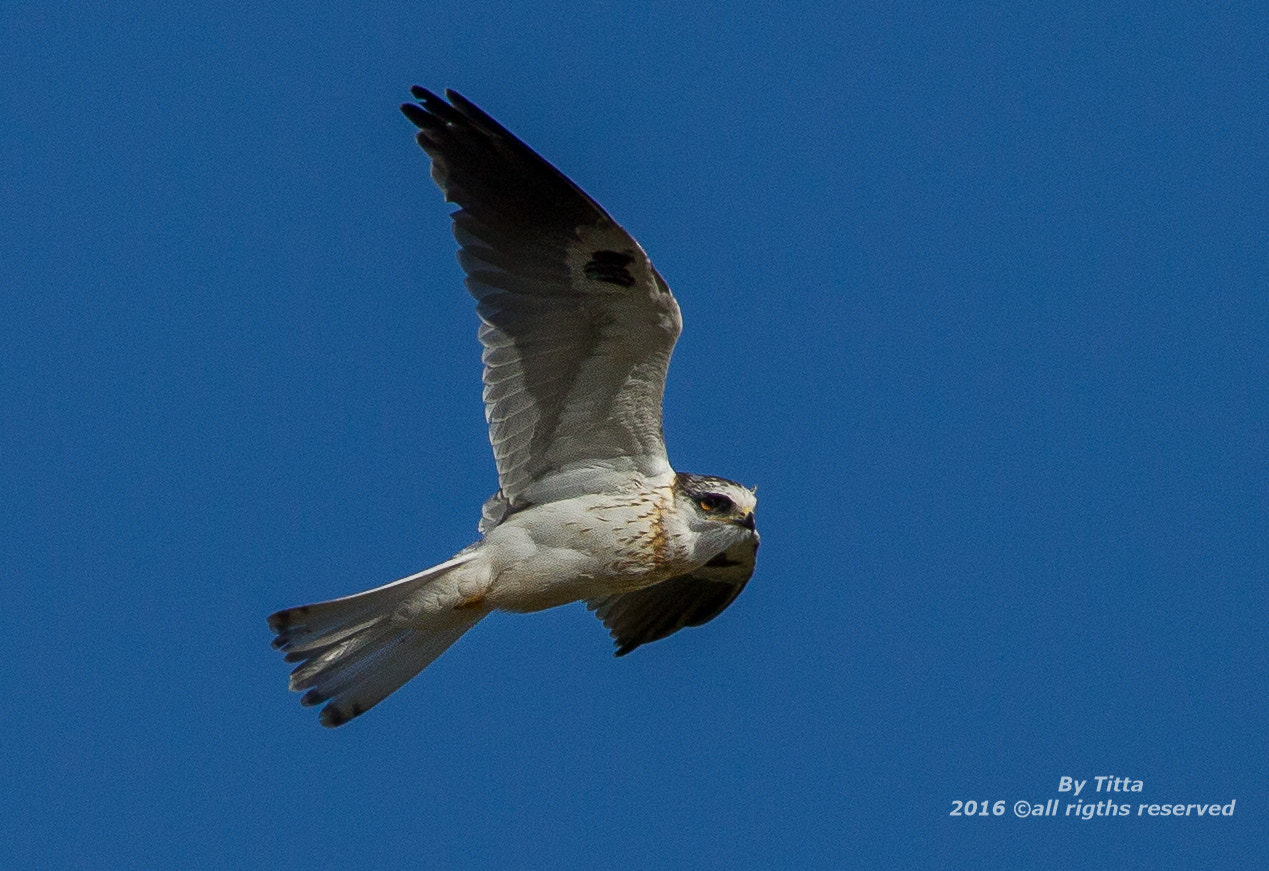 Canon EF 100-400mm F4.5-5.6L IS USM sample photo. Gavião peneira photography
