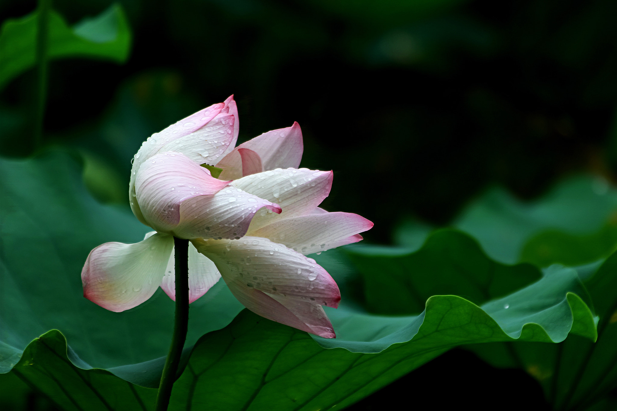 Canon EOS 7D Mark II + Canon EF 70-200mm F2.8L IS II USM sample photo. Lotus-in the wind photography
