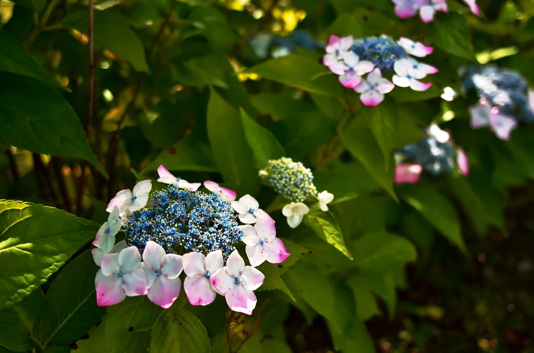 Nikon D7000 + Nikon AF Nikkor 24mm F2.8D sample photo. Calyx hydrangea photography