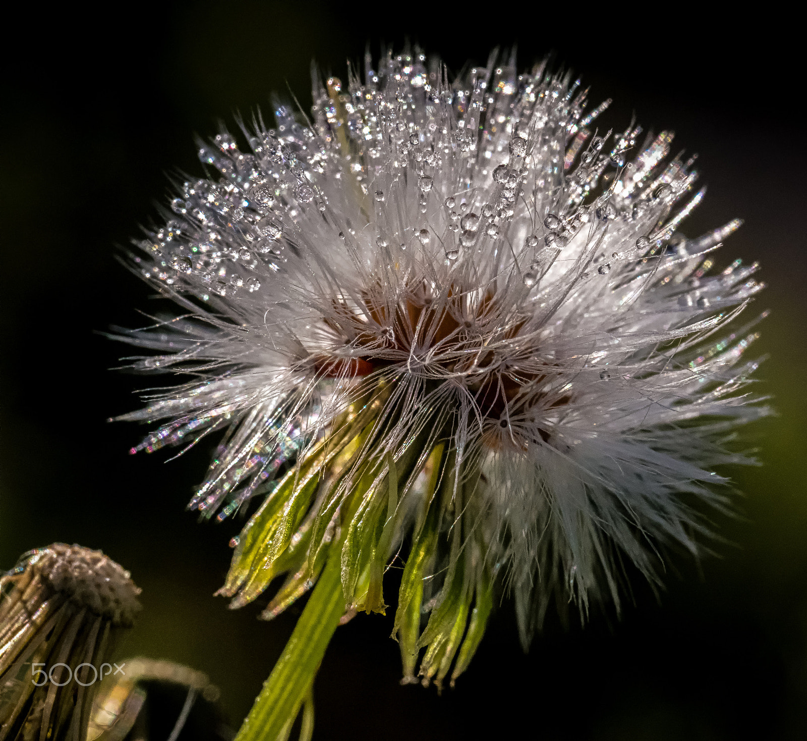 Panasonic Leica DG Macro-Elmarit 45mm F2.8 ASPH OIS sample photo. Morning dew photography