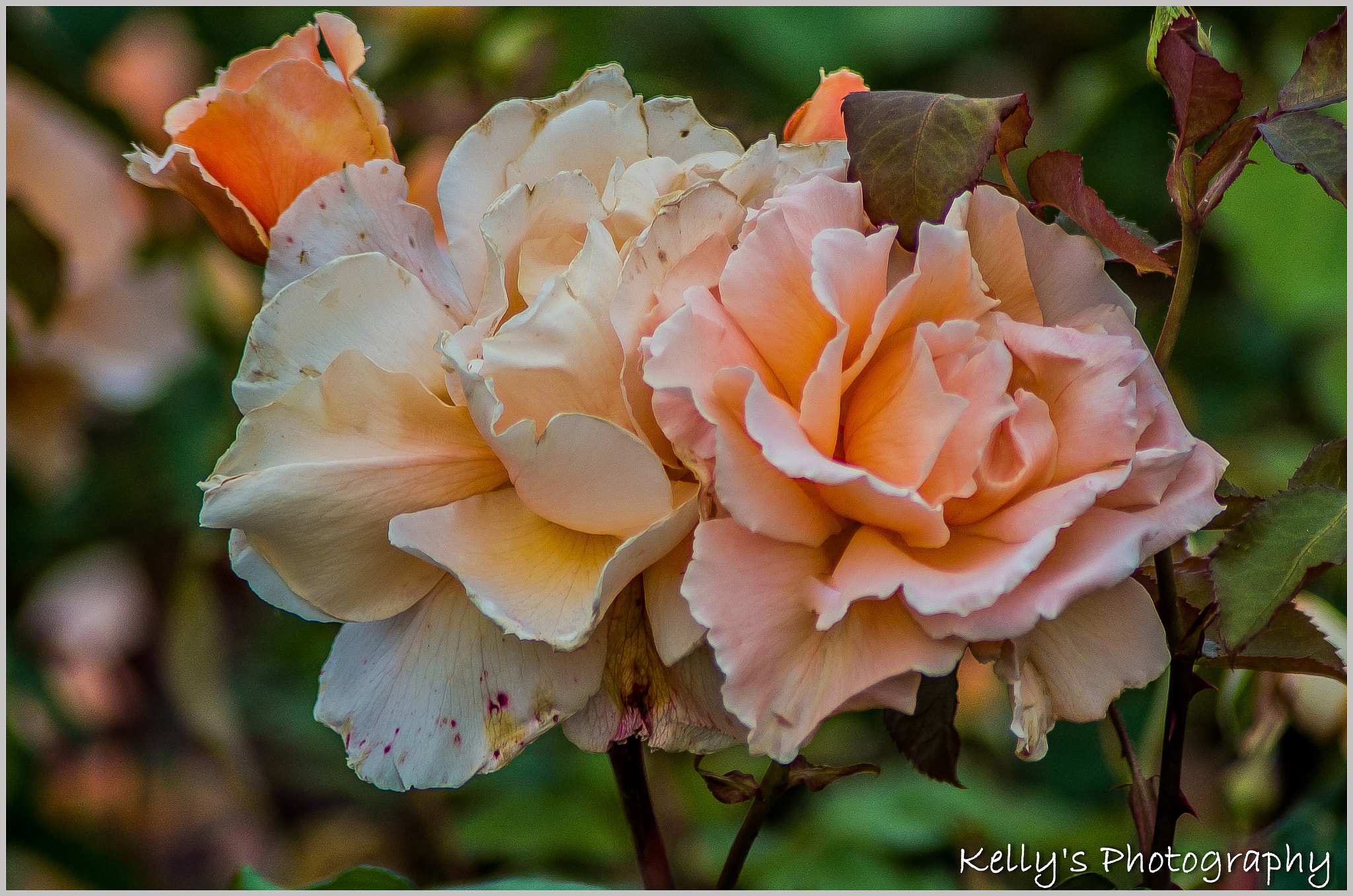 Pentax K-50 sample photo. Old roses photography