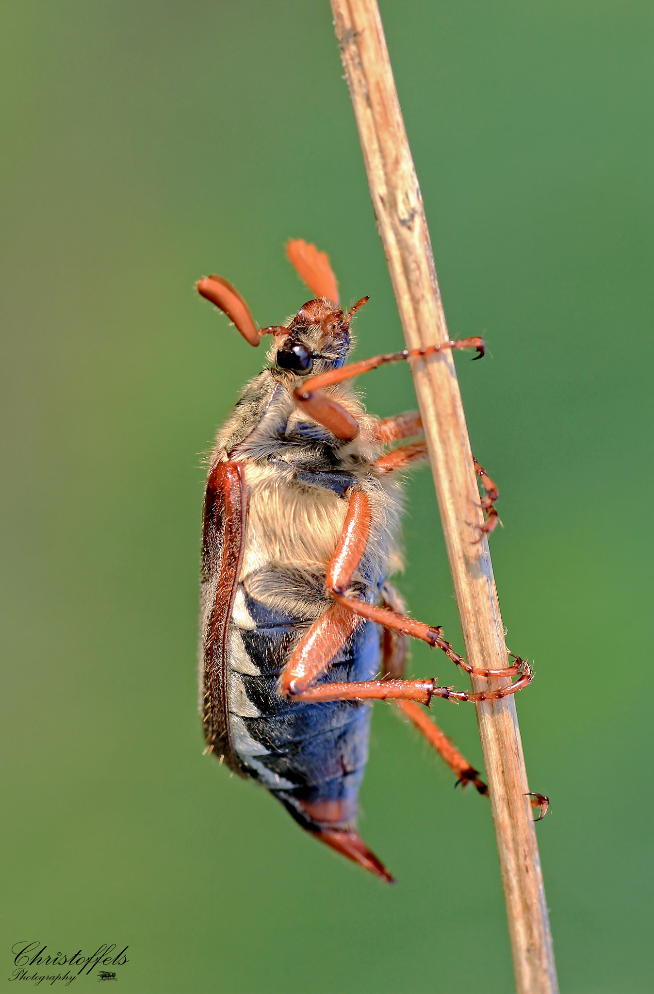 Sigma 70mm F2.8 EX DG Macro sample photo. Meikever (melolontha melolontha) photography