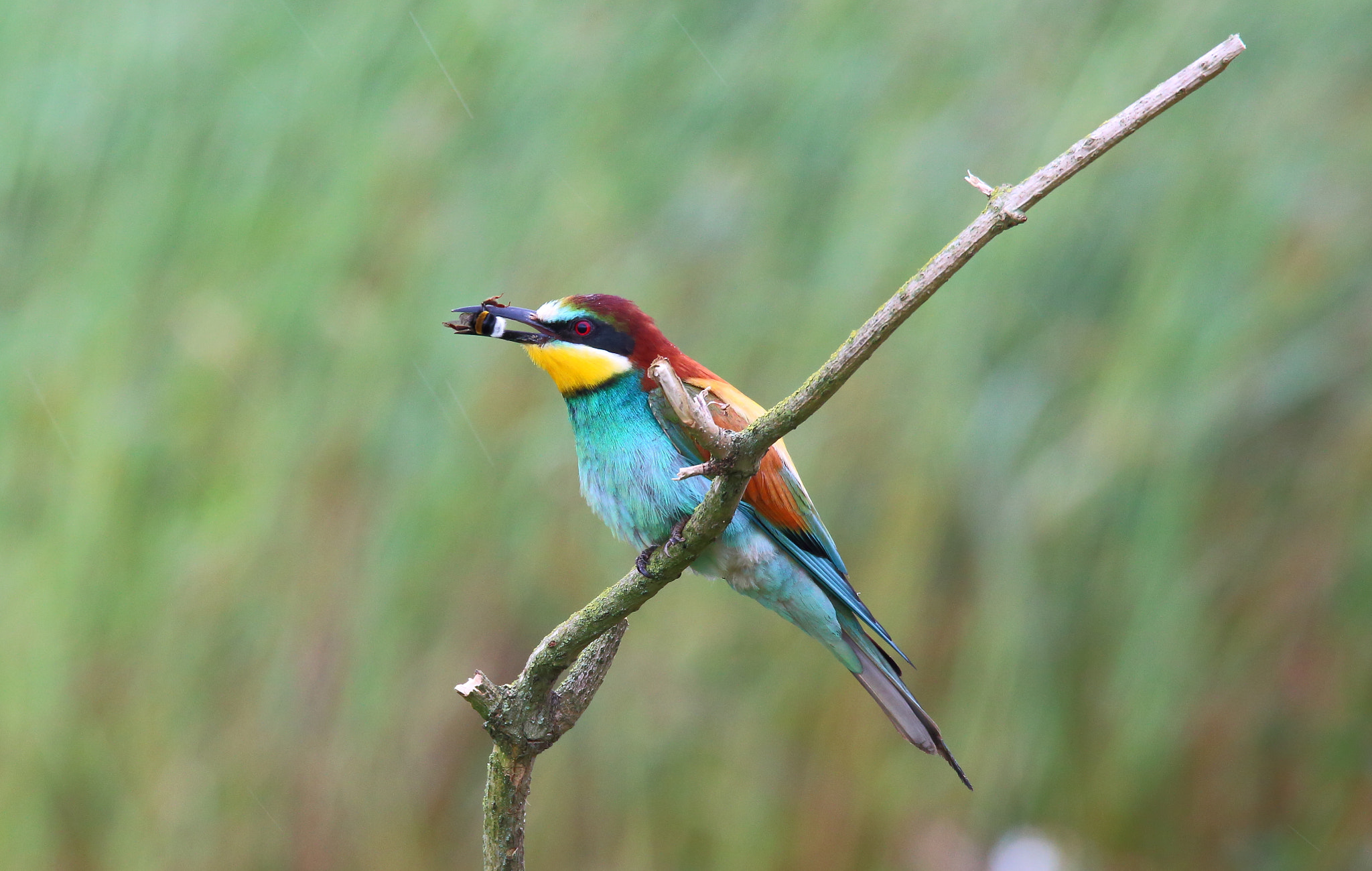 Canon EOS 70D + Sigma 150-600mm F5-6.3 DG OS HSM | S sample photo. European bee-eater photography