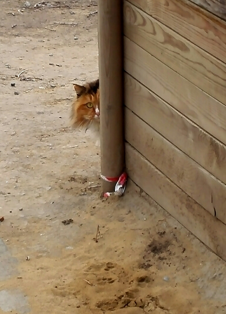 HUAWEI P7-L09 sample photo