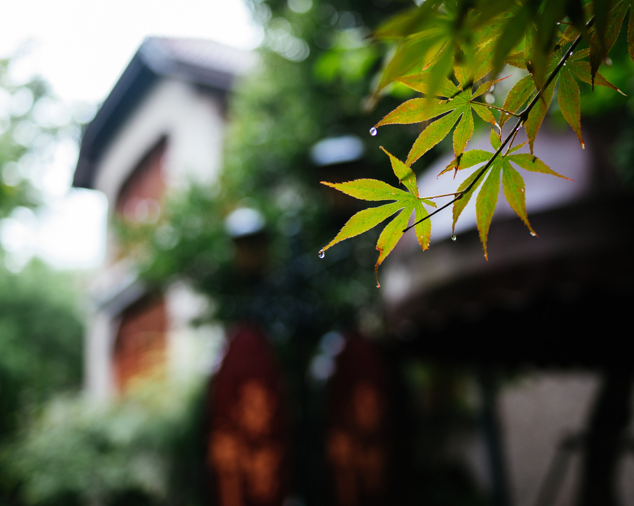ZEISS Distagon T* 35mm F2 sample photo. Villa in the rain photography