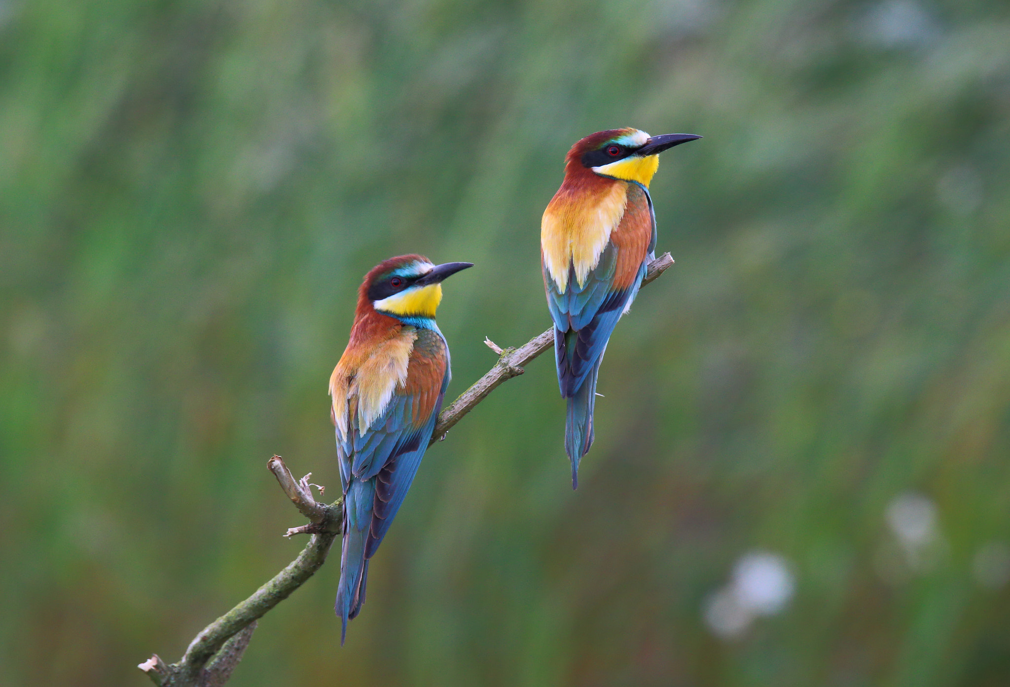 Sigma 150-600mm F5-6.3 DG OS HSM | S sample photo. European bee-eater photography