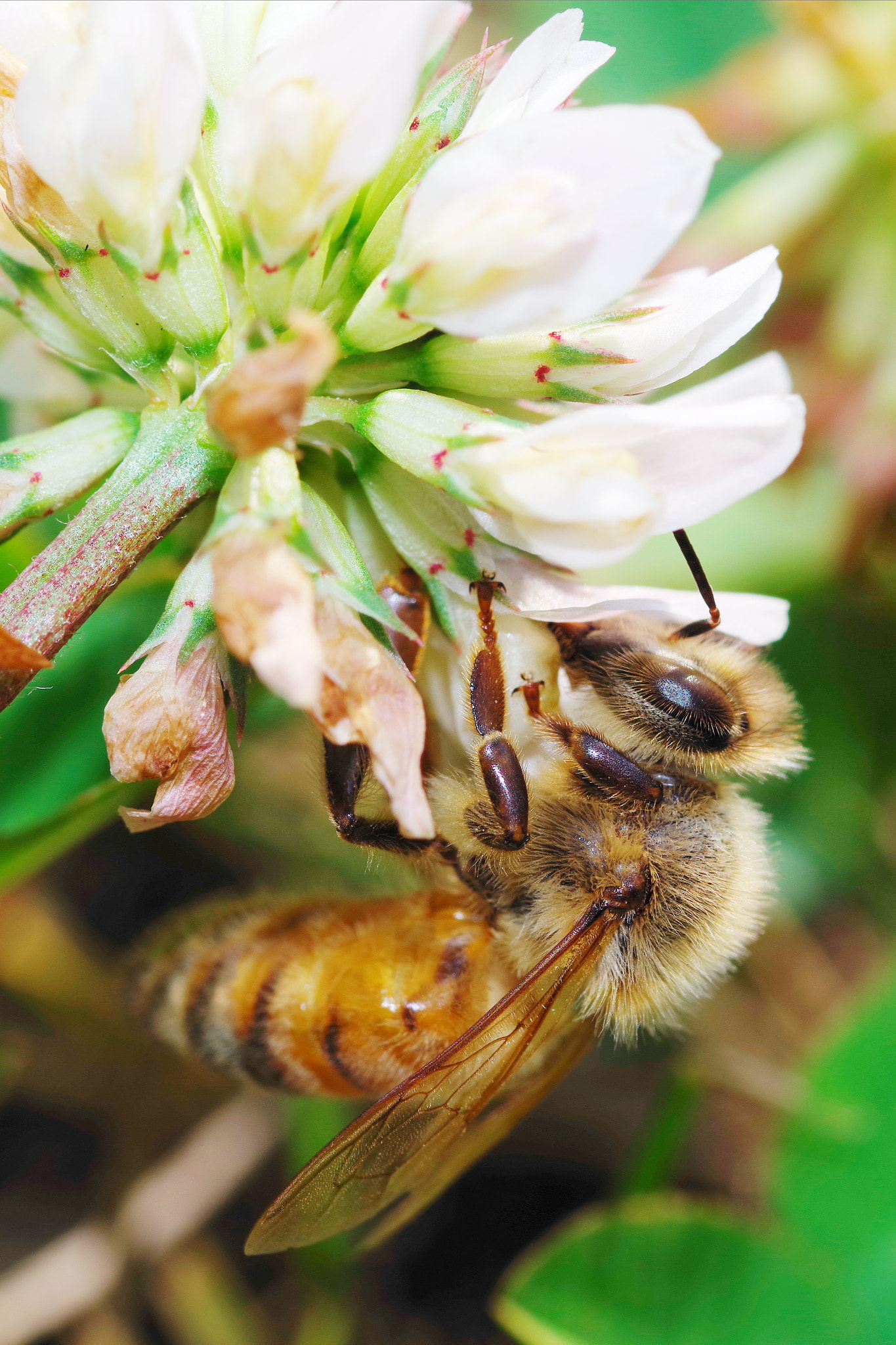 Pentax smc D-FA 100mm F2.8 Macro WR sample photo. Honey bee photography