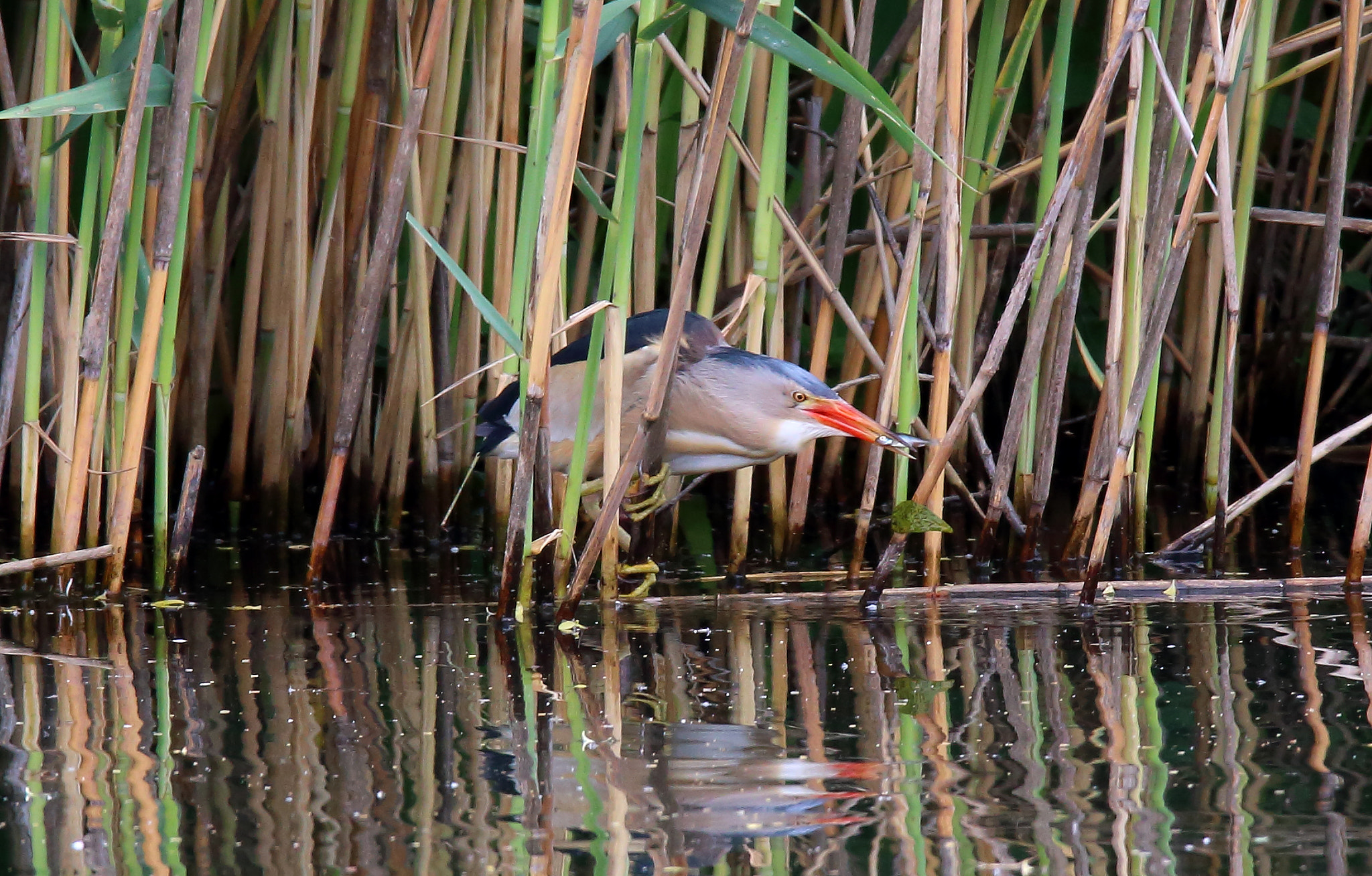 Canon EOS 70D + Sigma 150-600mm F5-6.3 DG OS HSM | S sample photo. Little bittern photography