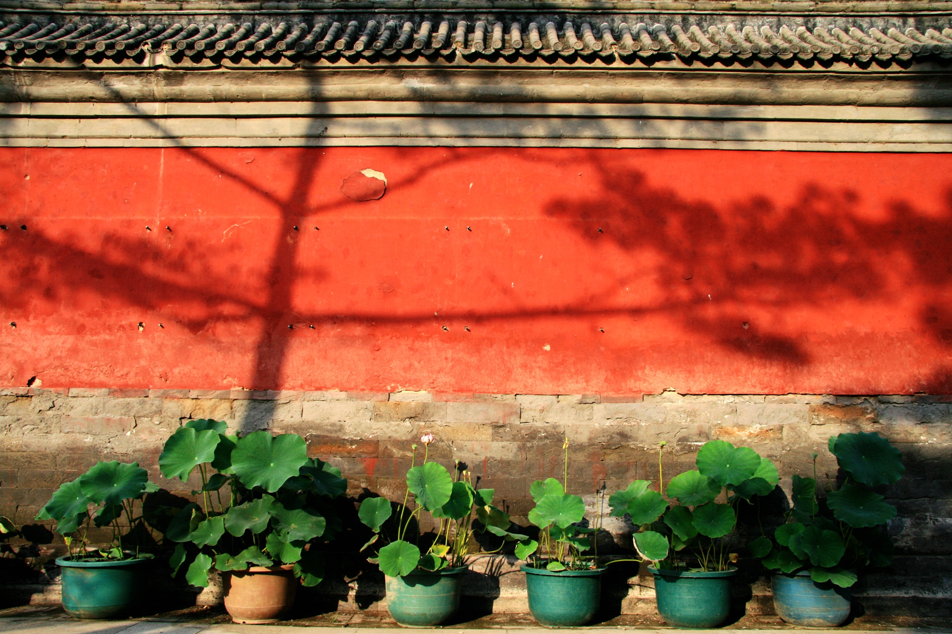 Canon EOS 400D (EOS Digital Rebel XTi / EOS Kiss Digital X) sample photo. Red wall, lotus, tree photography