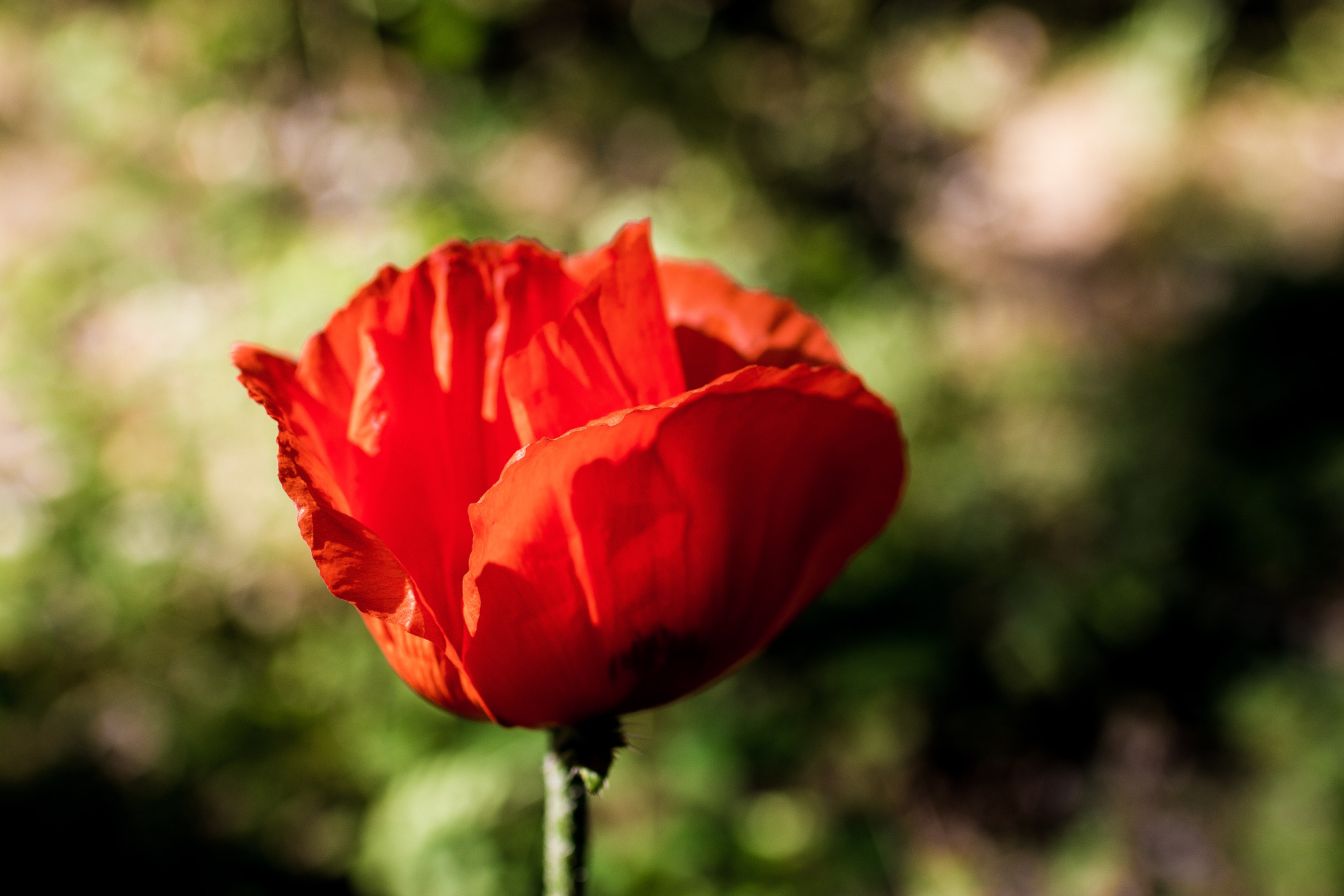 Canon EOS 70D + Canon EF 35mm F1.4L USM sample photo. A red flower photography