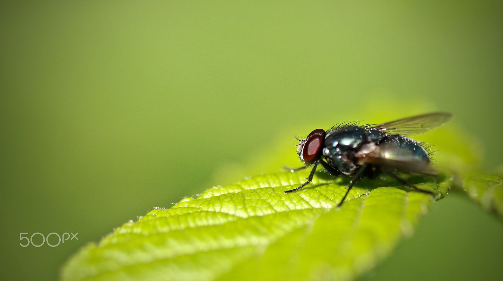 Canon EF-S 60mm F2.8 Macro USM sample photo. Fliege photography