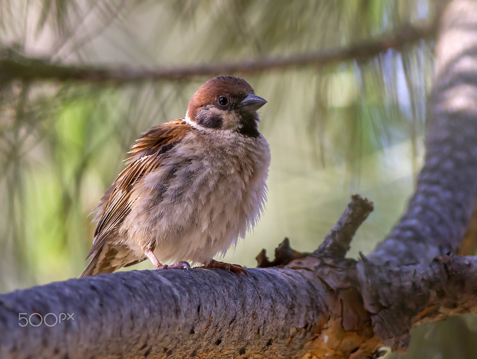 Canon EOS 7D + Canon EF 400mm F5.6L USM sample photo. Sparrow photography