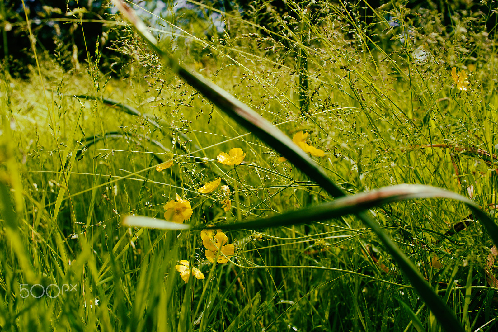 Sony Cyber-shot DSC-RX1R + Sony 35mm F2.0 sample photo. Some buttercups and grasses photography