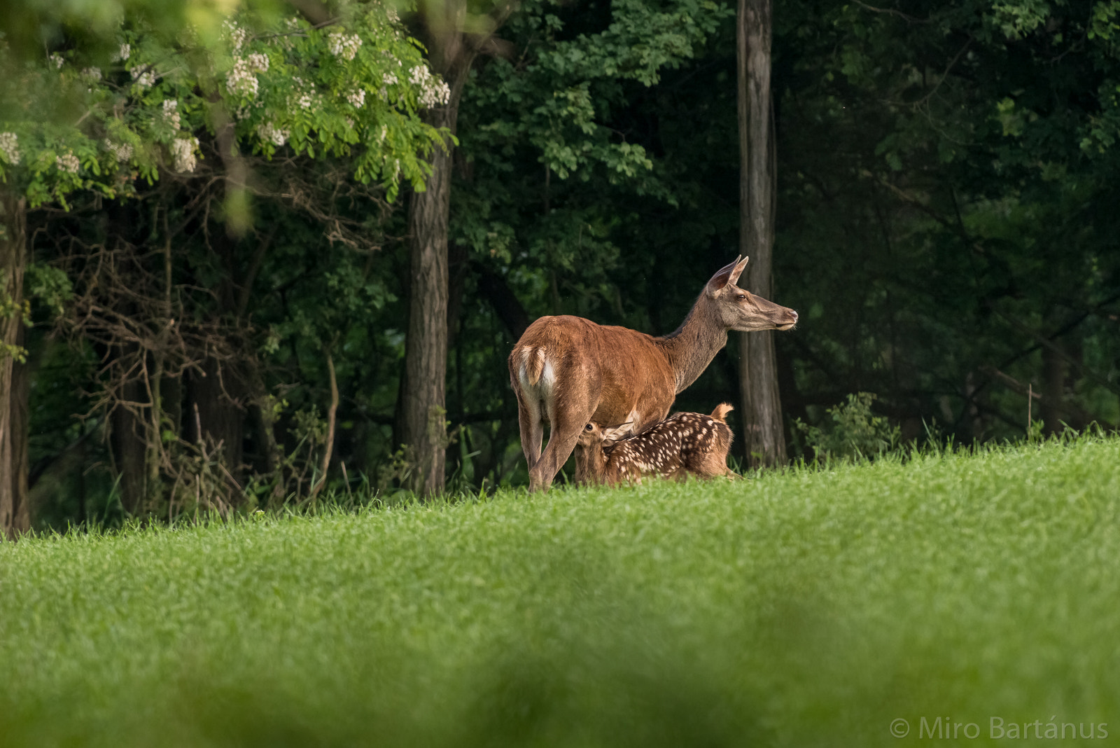 Nikon AF-S Nikkor 300mm F2.8G ED VR II sample photo. Breakfast on the grass photography