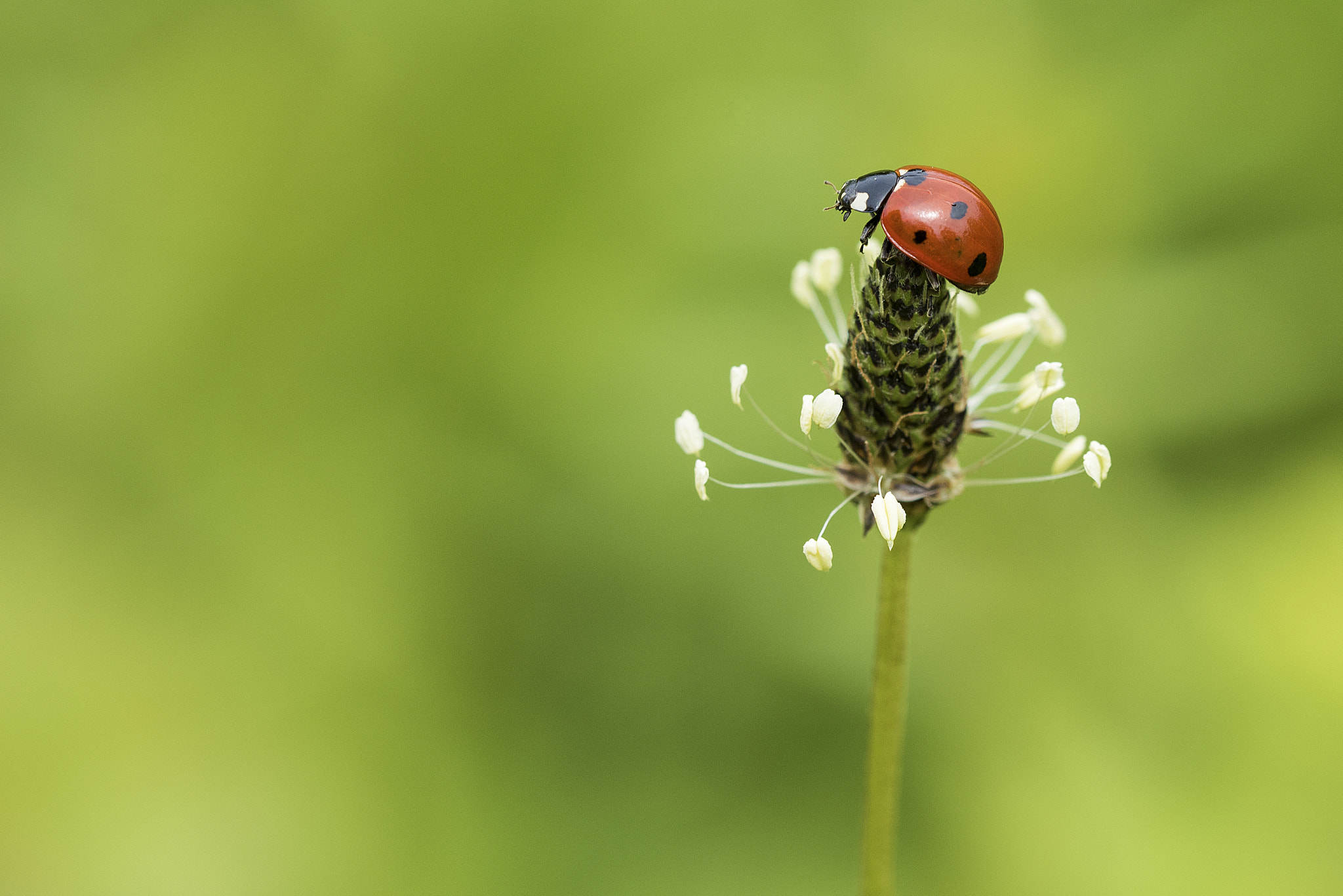 Sigma 150mm F2.8 EX DG OS Macro HSM sample photo. Balancing act photography