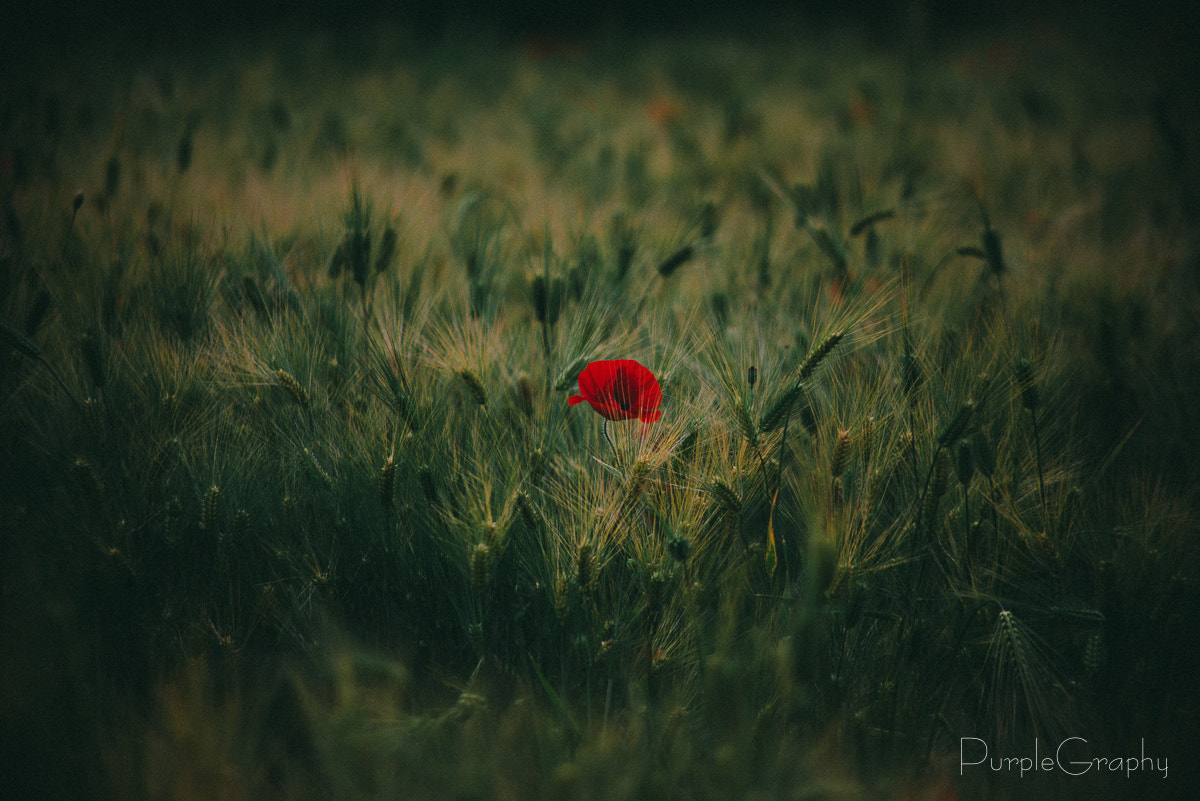smc PENTAX-DA L 55-300mm F4-5.8 ED sample photo. Monologue photography